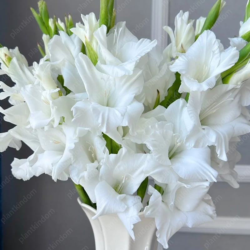 Gladiolus Bulbs