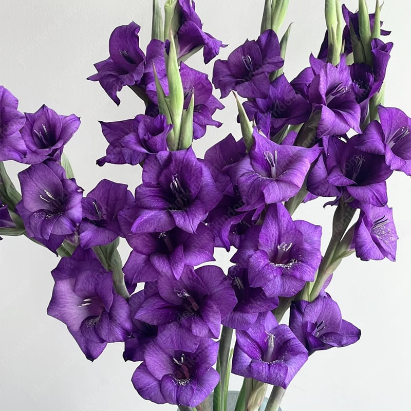 Gladiolus Bulbs