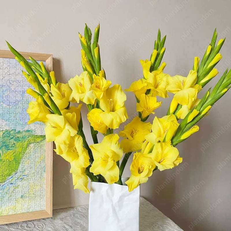 Gladiolus Bulbs