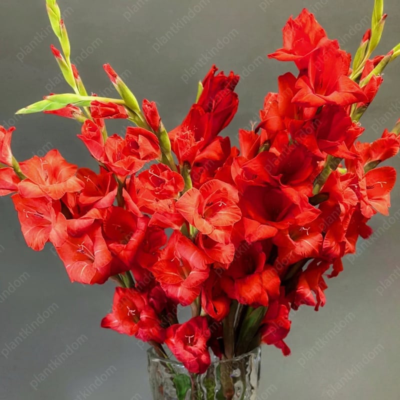 Gladiolus Bulbs