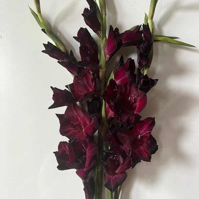 Gladiolus Bulbs