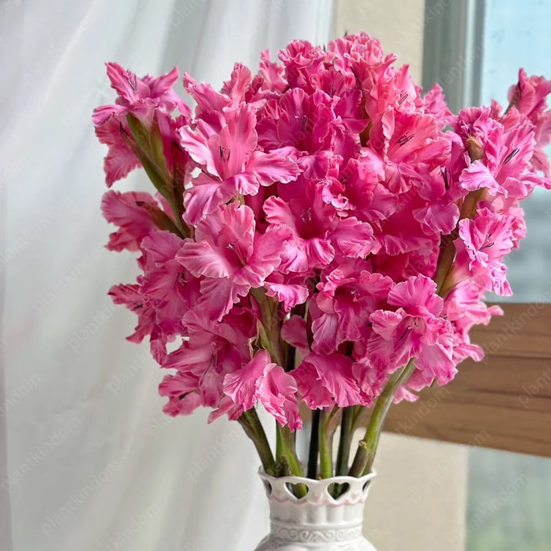 Gladiolus Bulbs