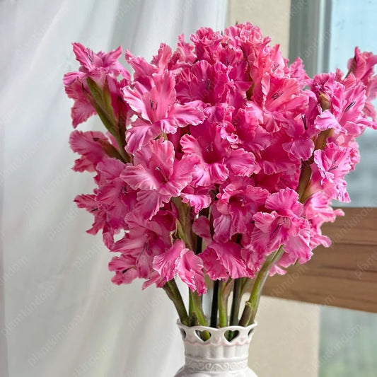 Gladiolus Bulbs